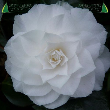 CAMELLIA japonica Nuccio's Gem 80/100 Cont.5/7.5 L 
