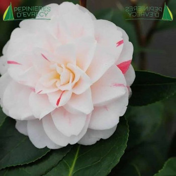 CAMELLIA japonica Stacy Susan 60/80 Cont.3/4 L 