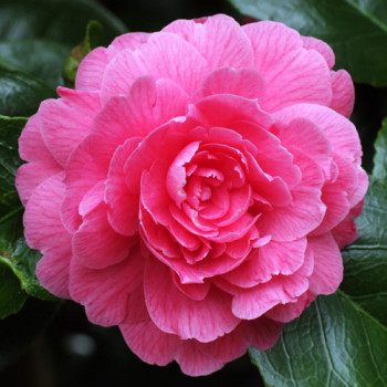 CAMELLIA japonica 'Triumphans'  Cont.5/7.5 L 