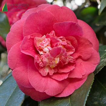CAMELLIA japonica Rl Wheeler