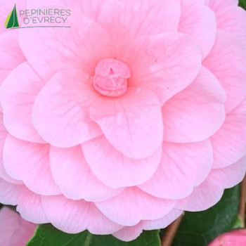 CAMELLIA japonica Sacco Nova