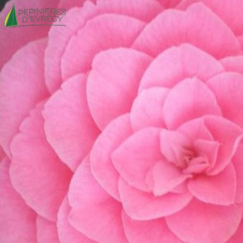 CAMELLIA japonica Sacco Verra
