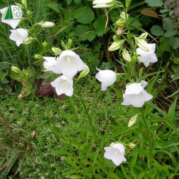 CAMPANULA persicifolia Alba  Godet 8/9 