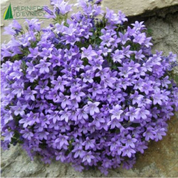 CAMPANULA muralis  Godet 8/9 