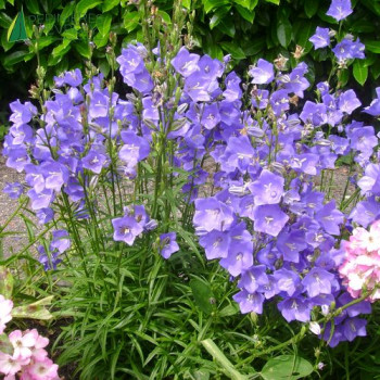 CAMPANULA persicifolia  Cont.3/4 L 