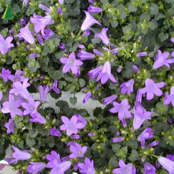 CAMPANULA portenschlagiana
