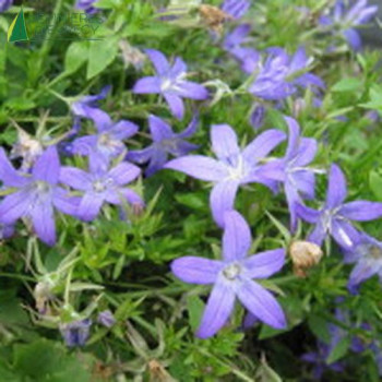 CAMPANULA poscharskyana