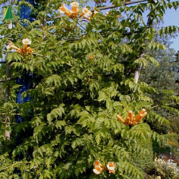 CAMPSIS radicans Flava