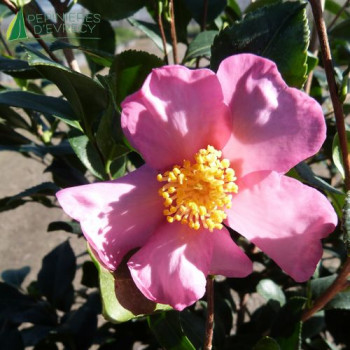 CAMELLIA sasanqua Cleopatra 40/60 Cont.3/4 L 