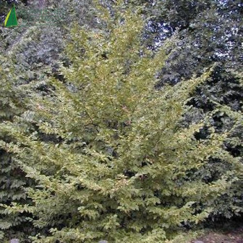 CARPINUS betulus espalier 3 étages