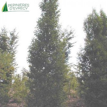 CARPINUS betulus Fastigiata Tige 08/10 Rac. Nues 