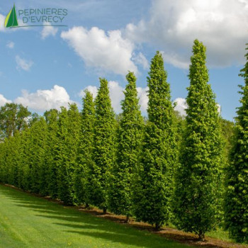 CARPINUS betulus Frans fontaine