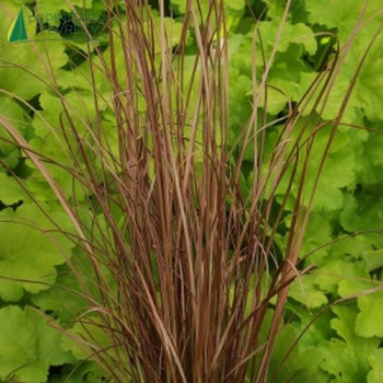 CAREX buchananii Firefox  Cont.3/4 L 