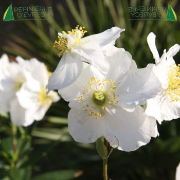 CARPENTERIA californica Bodnant