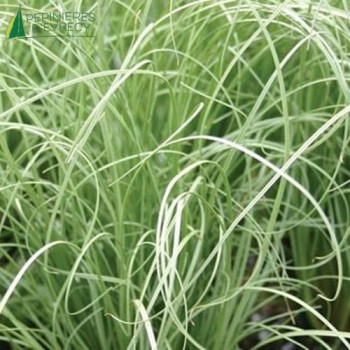 CAREX comans Frosted Curls  Cont.3/4 L 