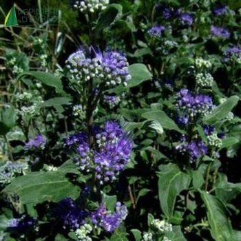 CARYOPTERIS clandonensis Grand Bleu 60/70 Cont.5/7.5 L 