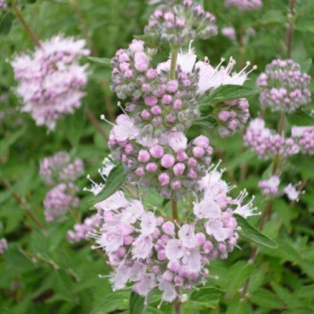 CARYOPTERIS clandonensis Stephi