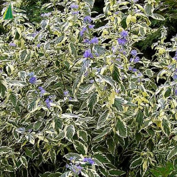 CARYOPTERIS clandonensis White surprise 40/60 Cont.3/4 L 