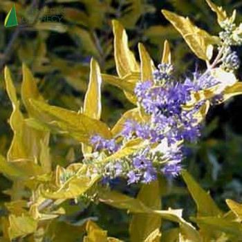 CARYOPTERIS x clandonensis Worcester gold
