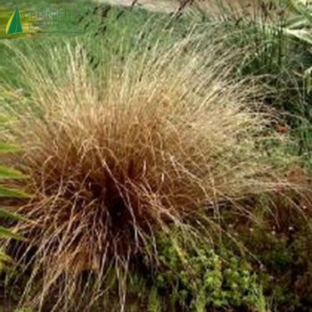 CAREX buchananii