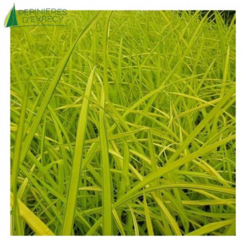 CAREX elata Aurea  Cont.2/2.5 L 