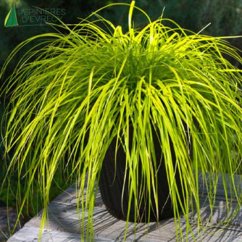 CAREX hachijoensis Everillo
