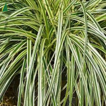 CAREX Feather falls  Cont.3/4 L 