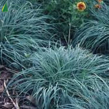 CAREX flacca Blue zinger  Cont.3/4 L 