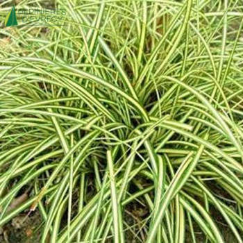 CAREX hachijoensis Evergold
