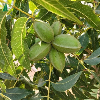 CARYA illinoinensis Pawnee  Cont.5/7.5 L 