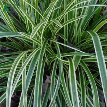 CAREX morowii ice dance