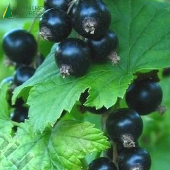 CASSIS  Andega (ribes nigrum) 60/80 Cont.5/7.5 L 