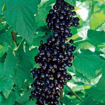 CASSIS Titania (ribes nigrum)