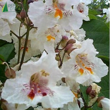 CATALPA bignonioides