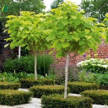 CATALPA bignonioides Aurea