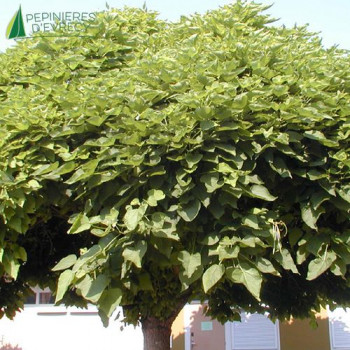 CATALPA bignonioides Nana