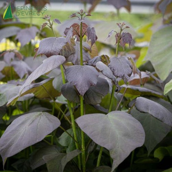 CATALPA erubescens Purpurea