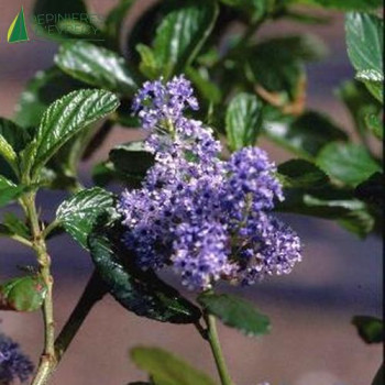 CEANOTHUS arboreus Trewithen blue 100/125 Cont.5/7.5 L 