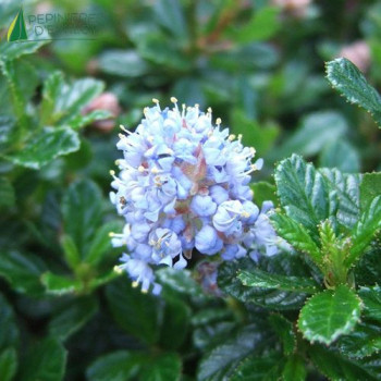 CEANOTHUS  Blue Mound  Cont.2/2.5 L 