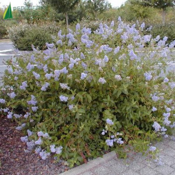 CEANOTHUS x delilianus Gloire de versailles  Cont.2/2.5 L 