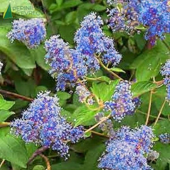 CEANOTHUS x delilianus Henri défossé  Cont.2/2.5 L 