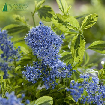 CEANOTHUS  El dorado  Cont.2/2.5 L 