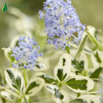 CEANOTHUS impressus Cool Bleu ®  Cont.2/2.5 L 