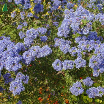 CEANOTHUS impressus Puget blue