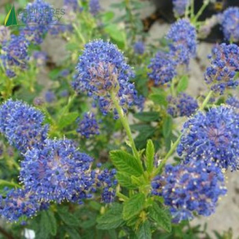 CEANOTHUS Concha
