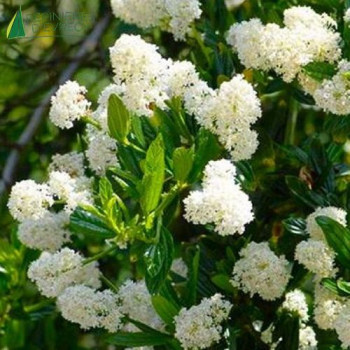 CEANOTHUS Snow flurrey  Cont.2/2.5 L 