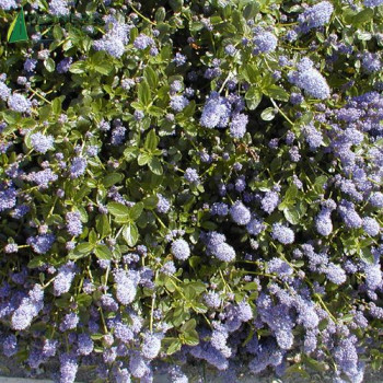 CEANOTHUS thyrsiflorus repens 20/30 Cont.3/4 L 