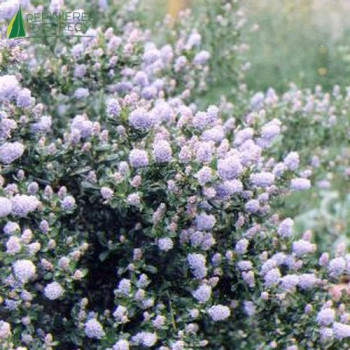CEANOTHUS thyrsiflorus Skylark 40/60 Cont.3/4 L 