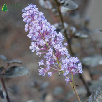 CEANOTHUS thyrsiflorus Tuxedo  Cont.2/2.5 L 