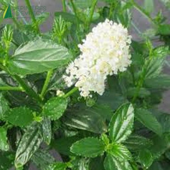 CEANOTHUS thyrsiflorus Millerton Point  Cont.2/2.5 L 